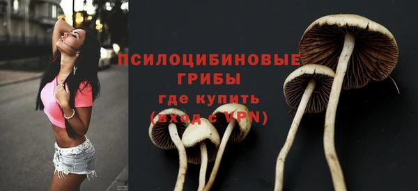 стафф Кодинск